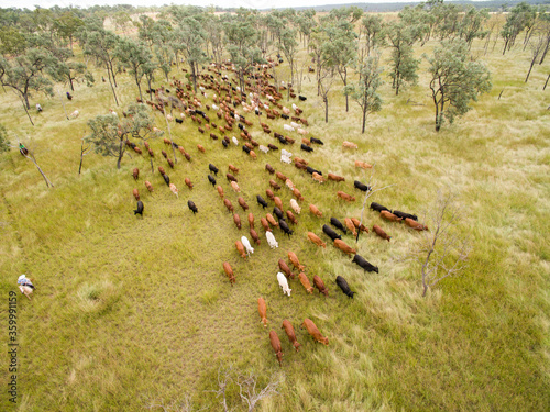 Aerial view of a mob of cattle being mustered.