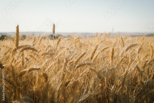 Ripe wheat crop in head ready for harvest in the Wheatbelt of Western Australia photo