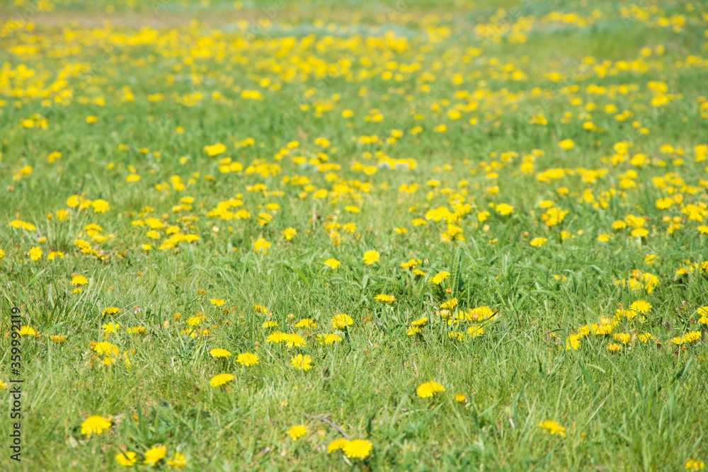 Yellow flowers background. Flowering dandelions