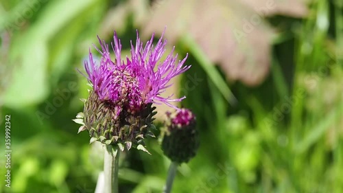 Flower of the wild Thistle Carduus. The pink Thistle inflorescence is close. photo