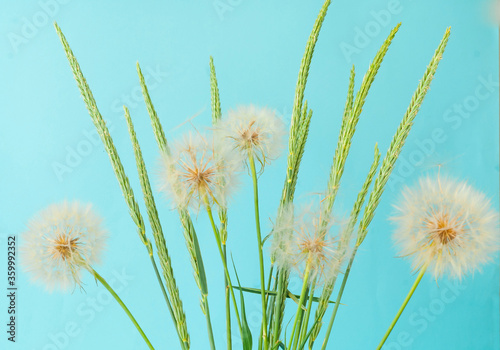 Creative summer concept with green spikes and white dandelion inflorescences on blue background. Close-up