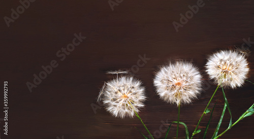 White dandelions inflorescence on wooden background. Concept for festive background or for project. Hello Summer.