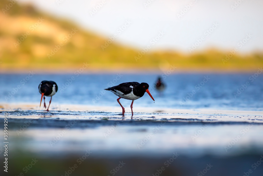 Water and birds. Cute colorful water bird Oystercatcher. Nature background. Bird: Eurasian Oystercatcher.