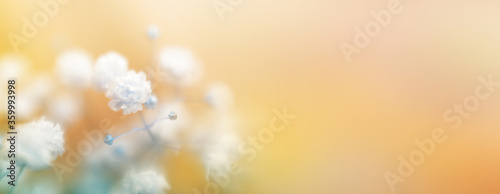 Soft focus white flower blur background.