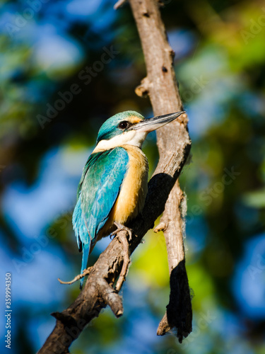 Sacred Kingfisher sitting on a branch with blurred background photo