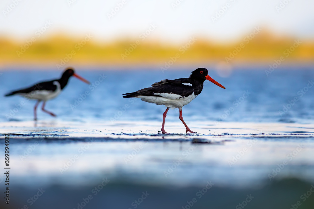 Water and birds. Cute colorful water bird Oystercatcher. Nature background. Bird: Eurasian Oystercatcher. Water and birds. Cute colorful water bird Oystercatcher. Nature background. Bird: Eurasian Oystercatcher.
