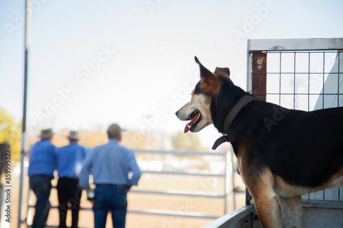 Working dog in back of ute watching farmers leaning on fence photo