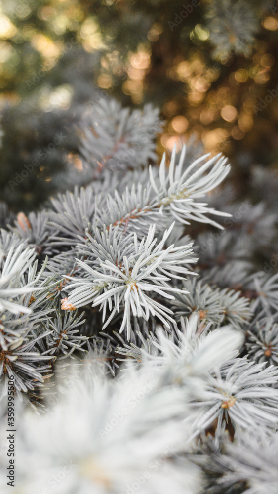 close up of pine needles close up of pine needles