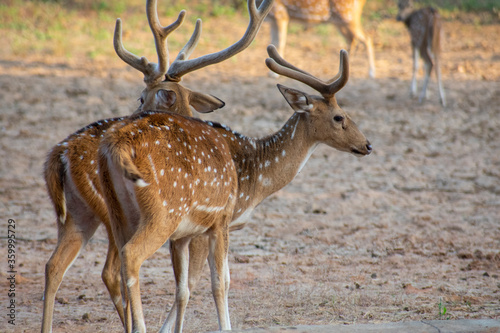 spotted dear gazing at ranthambore national forest of Rajasthan