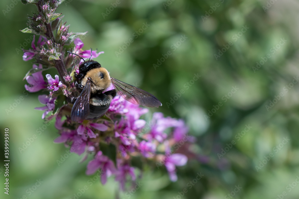 High resolution macro / micro closeup image of a bee collecting pollen and nectar from wild flowers, with a blurred dark green background. High resolution macro / micro closeup image of a bee collecting pollen and nectar from wild flowers, with a blurred dark green background.