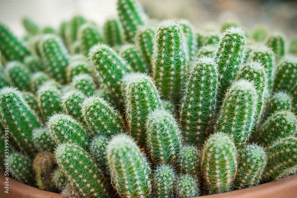 Close up of a cactus Close up of a cactus