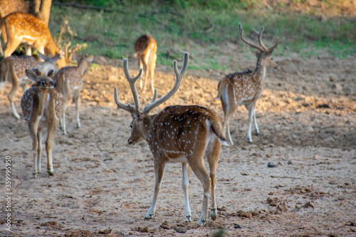 spotted dear gazing at ranthambore national forest of Rajasthan