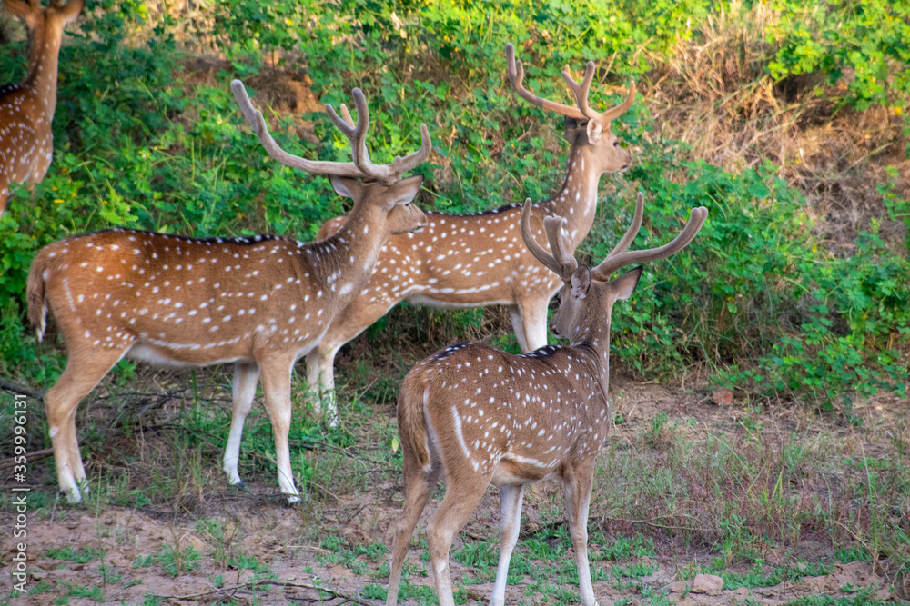 spotted dear gazing at ranthambore national forest of Rajasthan spotted dear gazing at ranthambore national forest of Rajasthan