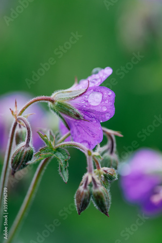 beautiful purple wildflower with a water drop on it