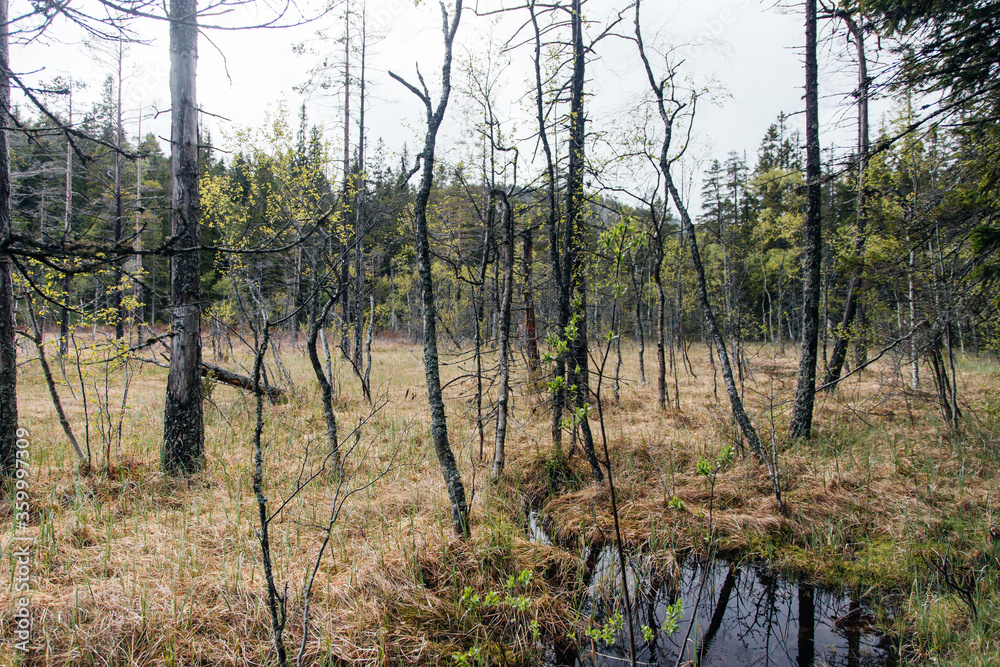 The Skuleskogen National Park in Sweden The Skuleskogen National Park in Sweden