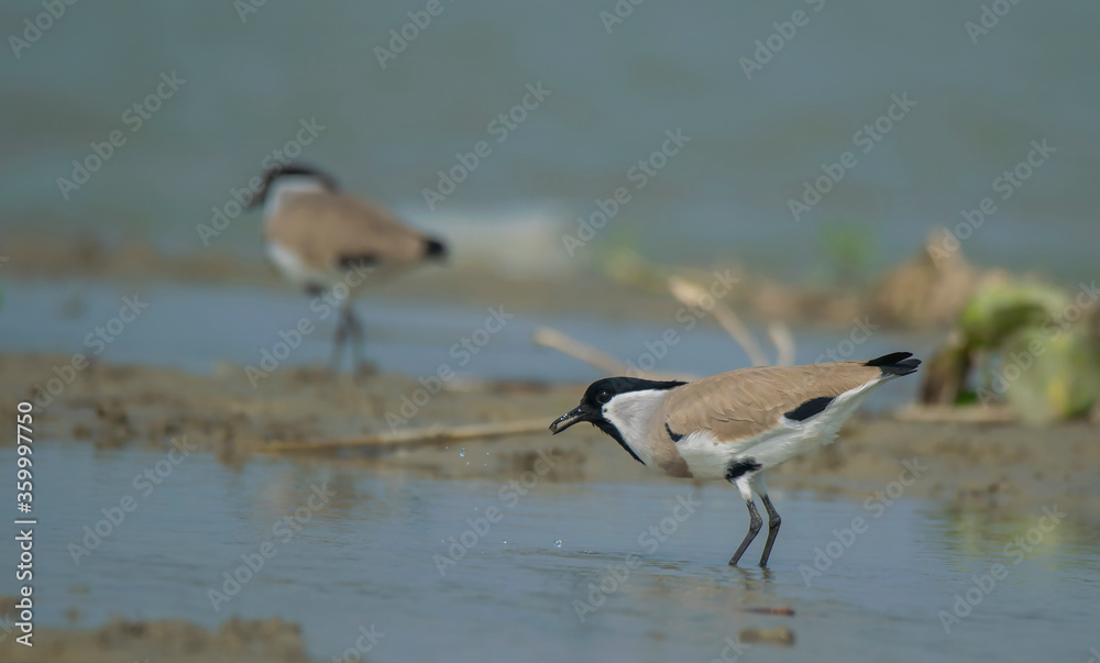 some wild birds are collecting food from the water ar the rive with their own habitat . some wild birds are collecting food from the water ar the rive with their own habitat .