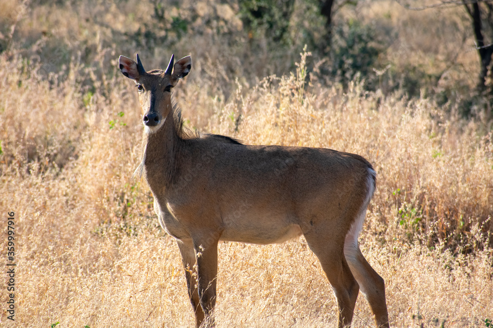 common eland gazing at ranthambore of rajasthan common eland gazing at ranthambore of rajasthan