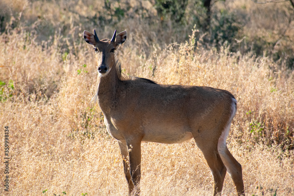 common eland gazing at ranthambore of rajasthan common eland gazing at ranthambore of rajasthan