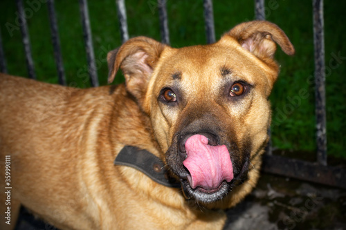 Golden dog licking his nose  portrait.