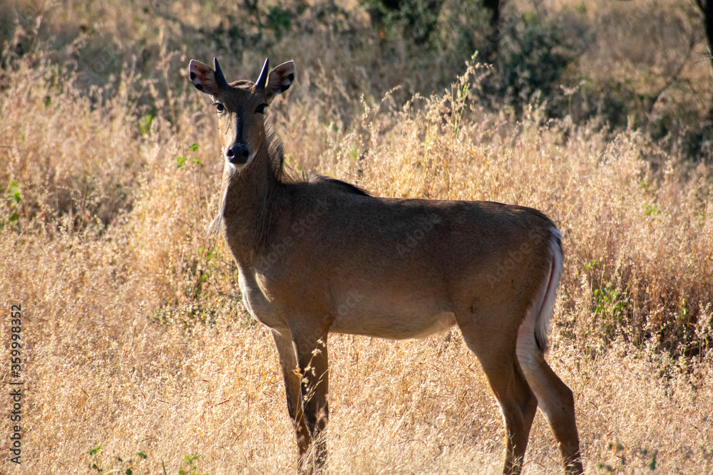 common eland gazing at ranthambore of rajasthan common eland gazing at ranthambore of rajasthan