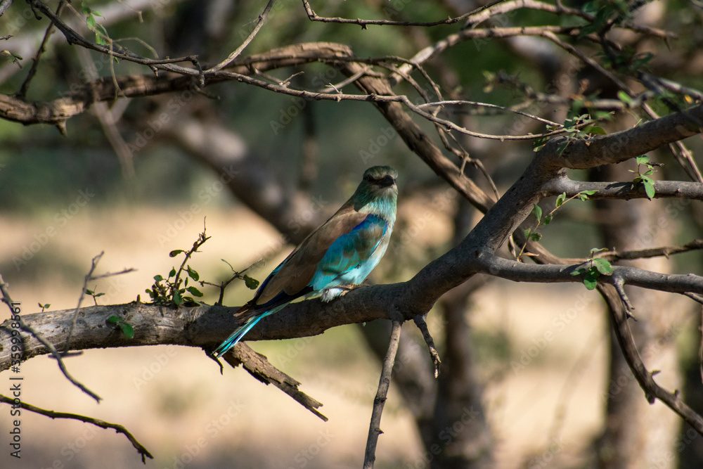 indian roller hiding in a bush at ranthambore national park