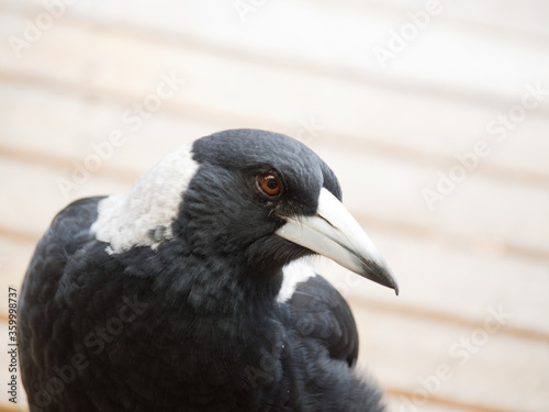 Curious Magpie close up photo