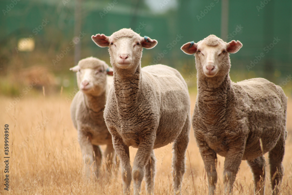 Three Sheep Three Sheep