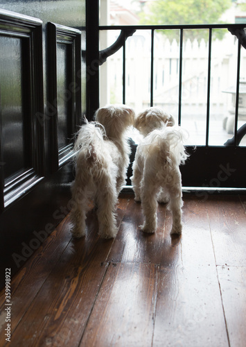 Pair of little white maltese terriers waiting patiently at the front door photo