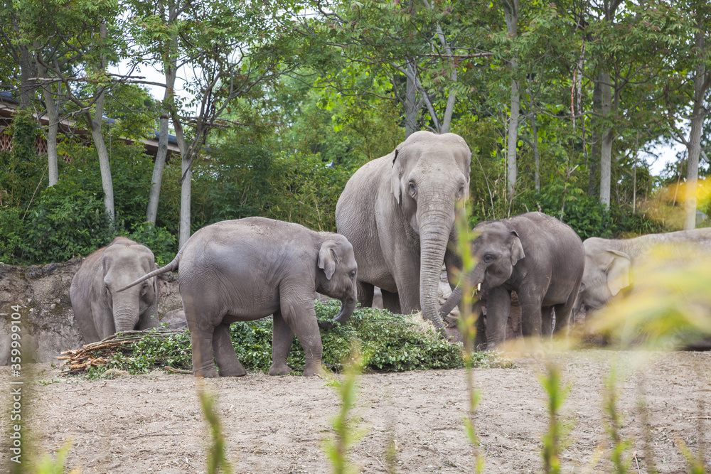 Fototapeta premium group of elephants
