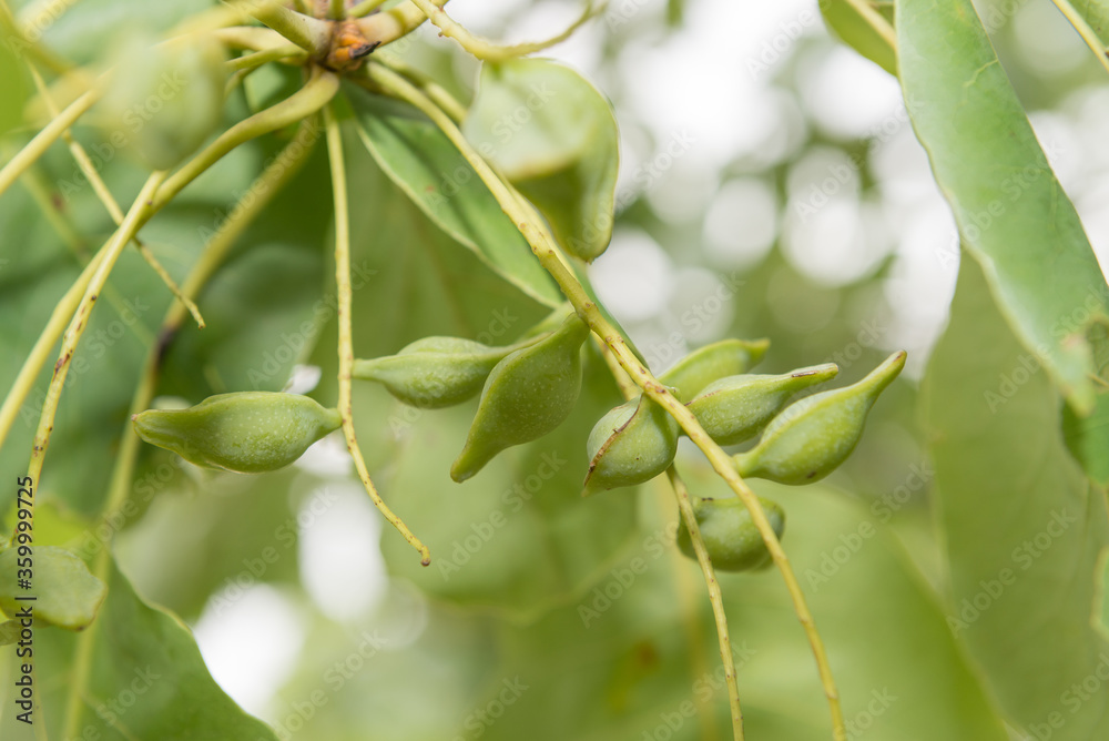 Kakadu Plums