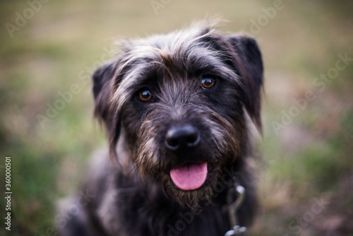 Close up of happy dog sitting