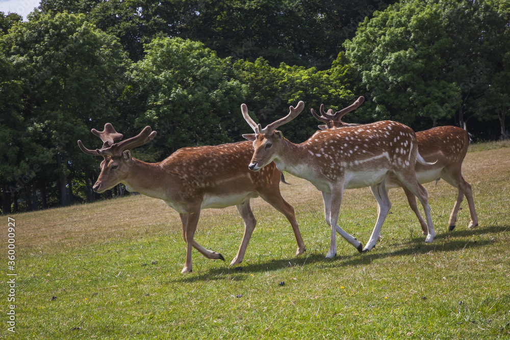 deer in the park deer in the park