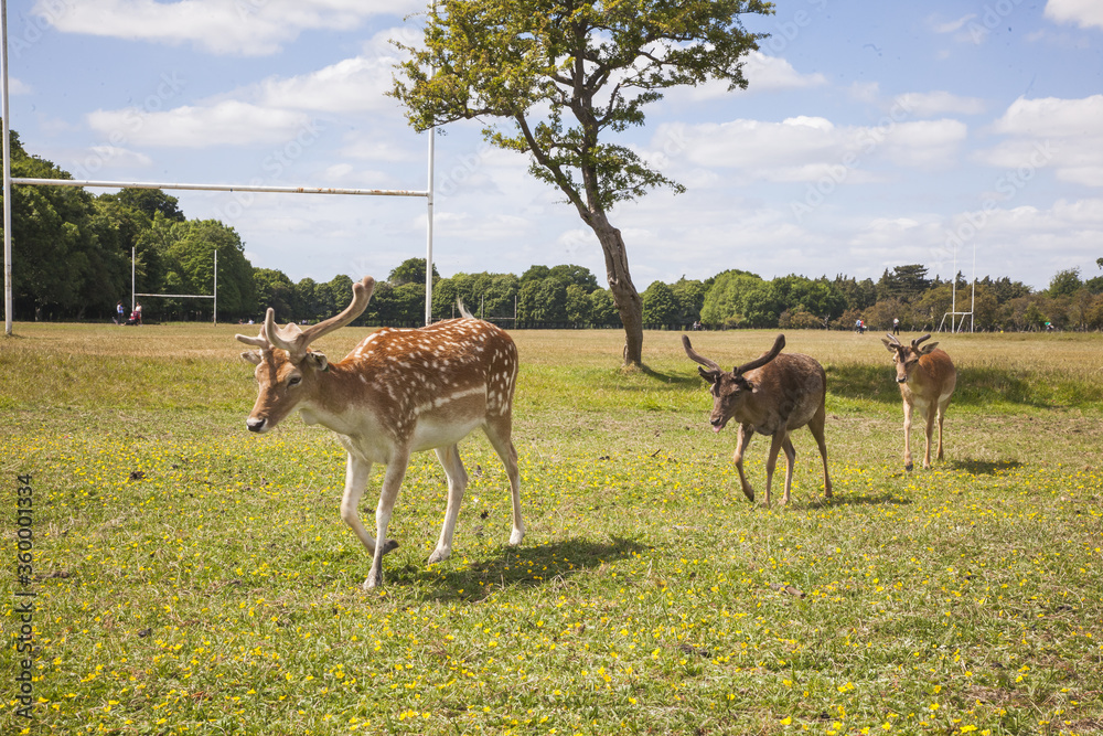 deer in the park deer in the park