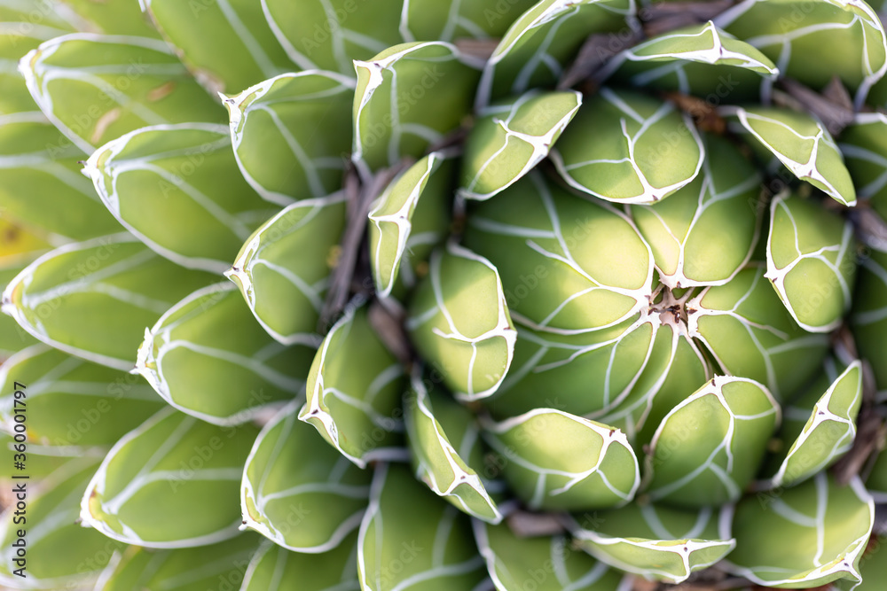 Cactus off centre placement