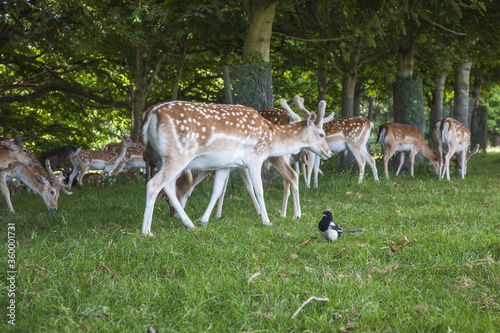 Fototapeta Naklejka Na Ścianę i Meble -  deer in the park