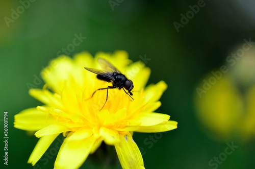 small flie on yellow wildflower