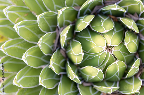Cactus off centre placement