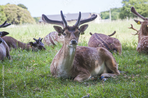 Wallpaper Mural deers in the field, irish park Torontodigital.ca