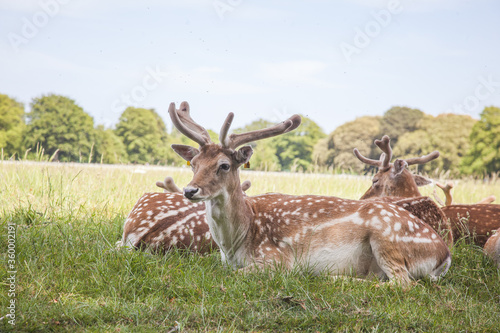 deers in the field  irish park