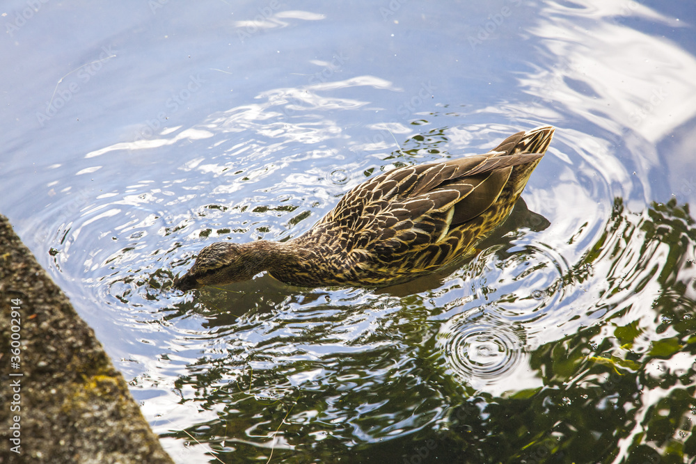 duck in the water