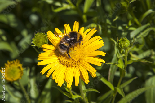 bee on a dandelion