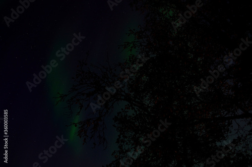 aurora borealis dancing on the night sky behind trees in autumn © Arcticphotoworks