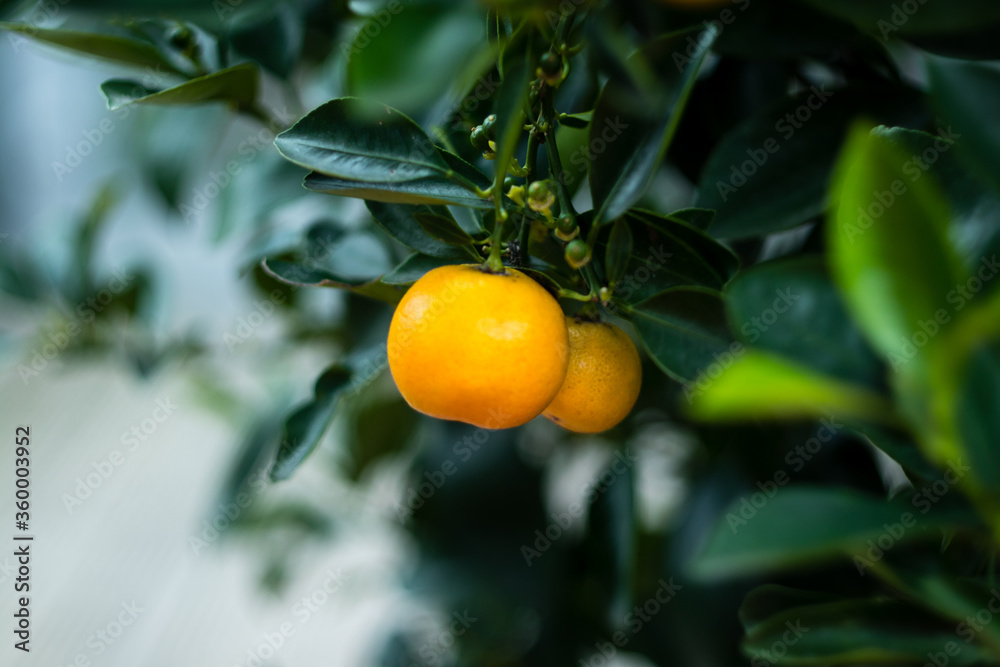 A beautiful nature background with small orange on the green tree. Green, fresh, orange, garden, background, beautiful.