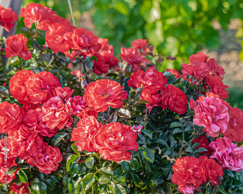 schönen Rosen an einem wunderschönen sonnigen Tag schönen Rosen an einem wunderschönen sonnigen Tag