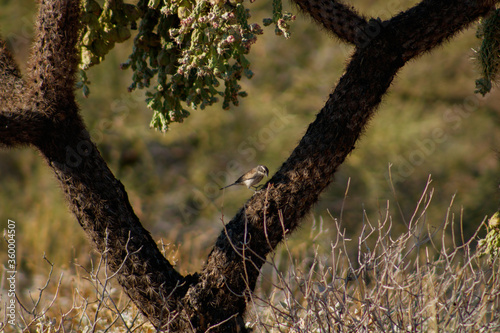Juvenile Black Throated Sparrow on the trunk of a chain fruit cholla in the desert photo