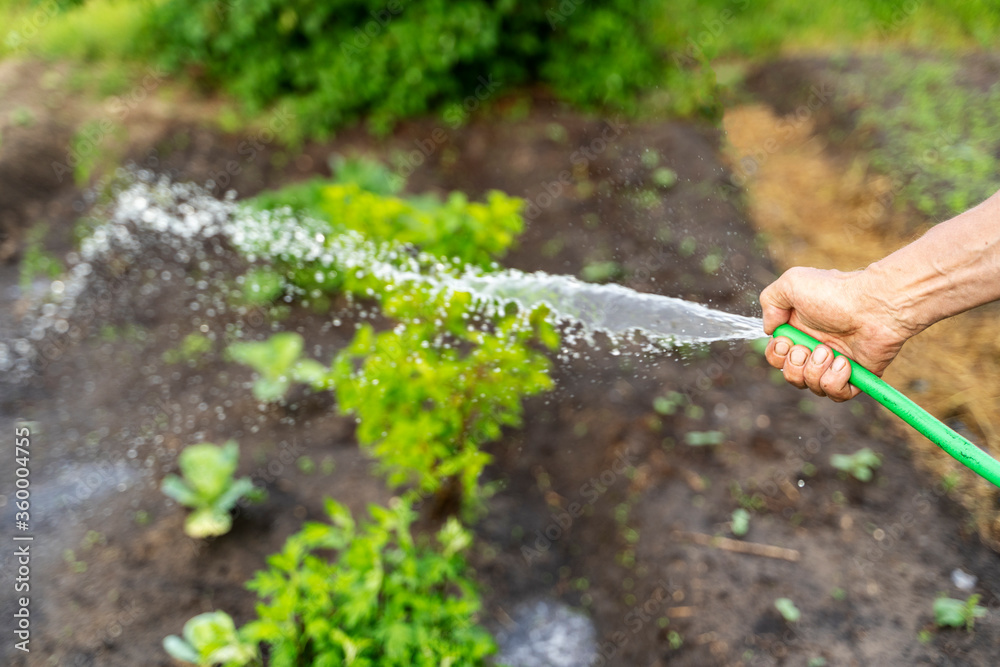 Naklejka premium hose with water in the hand of an elderly man