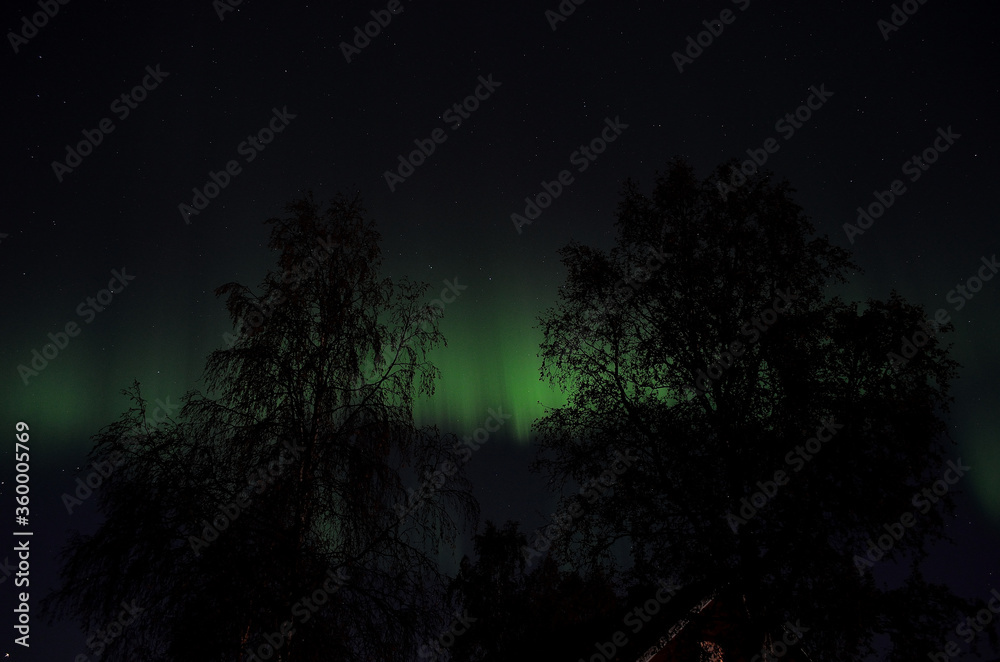 aurora borealis dancing on the night sky behind trees in autumn