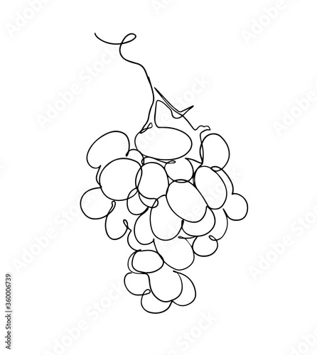 Grapes in continuous line art drawing style. Black line sketch on white background. Vector illustration. Grapes Continuous one line art. Grapes fruit. Vector.