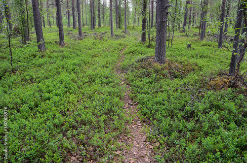 trail in pine tree forest