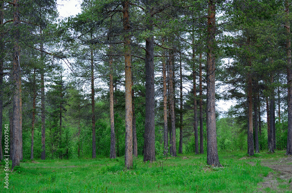 Fototapeta premium beautiful pine tree forest in summer nature